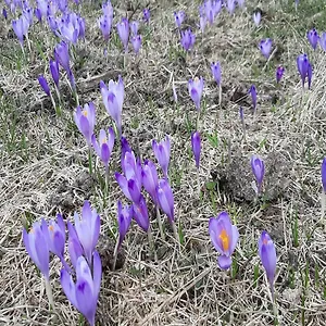 W Zakopanem Blisko Krupówek Zakopane